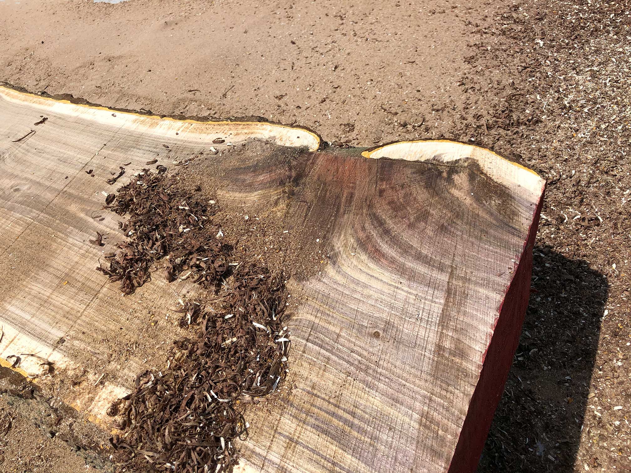 Lumberjack Felling Walnut