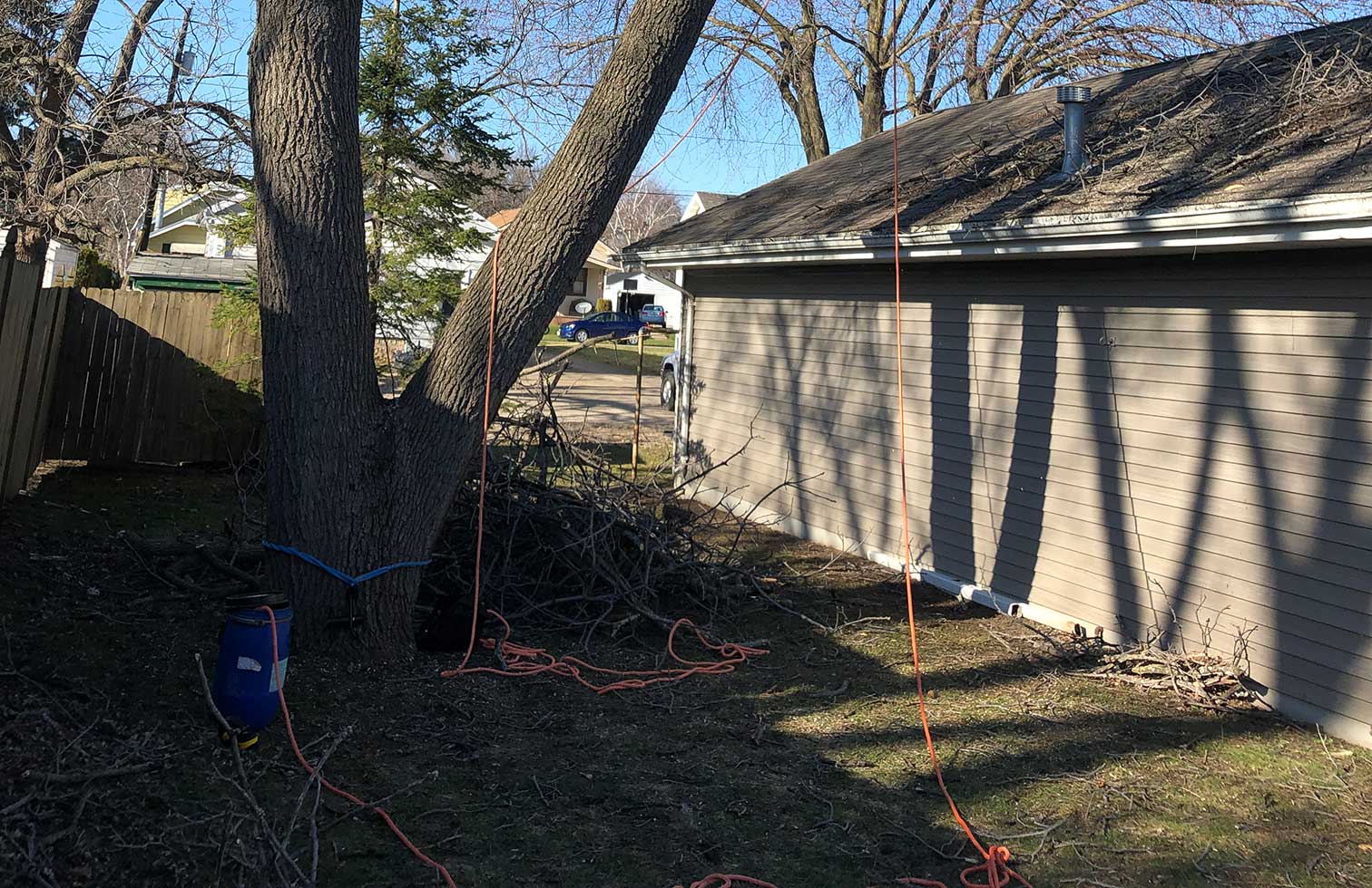 Lumberjack Felling Walnut