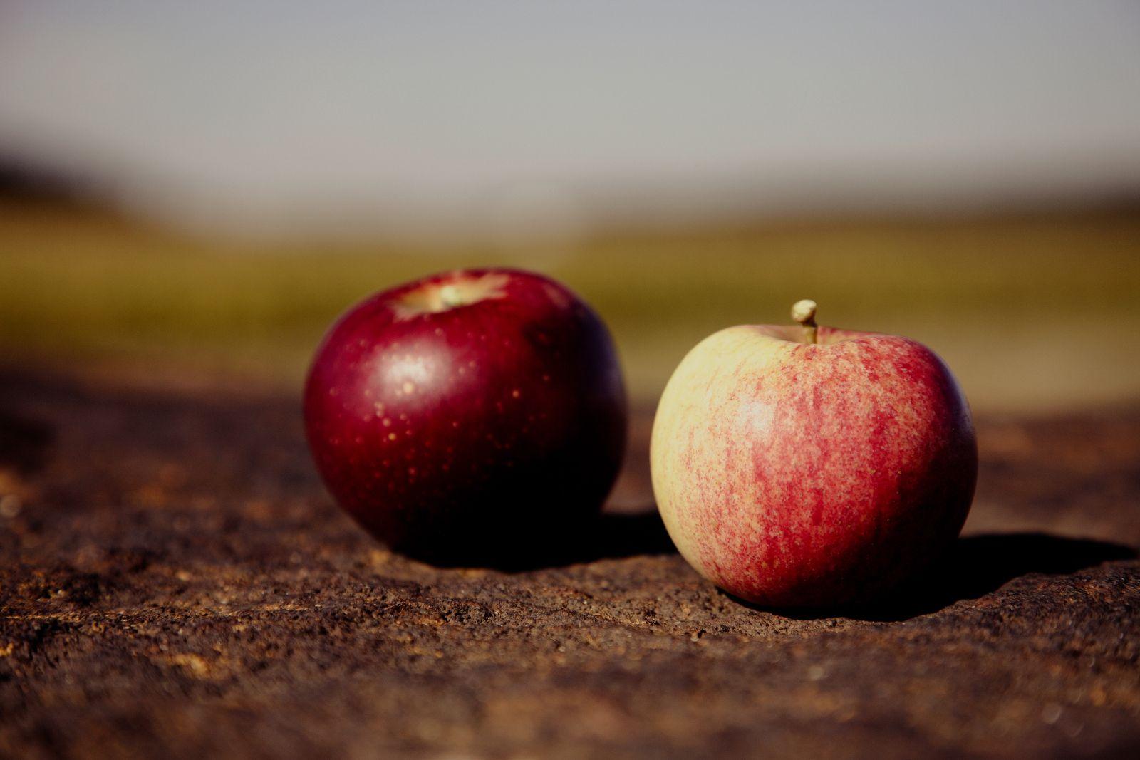 Hard Apple Cider Pressing