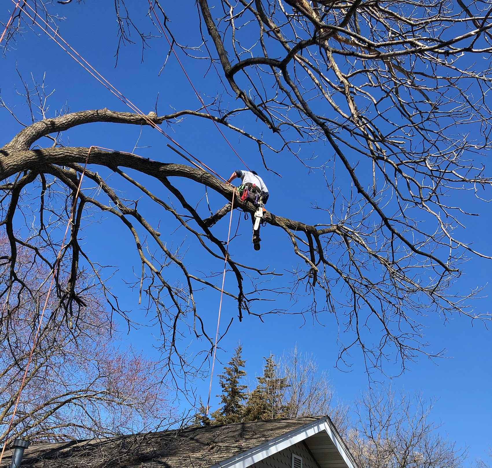 Lumberjack Felling Walnut